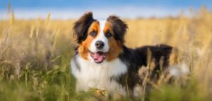 Read more about the article The Dynamic Australian Shepherd I A Versatile Canine Companion