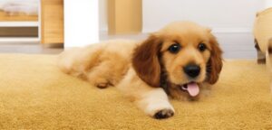 Read more about the article Pet-Friendly Carpeting: Choosing the Perfect Blend of Durability and Style for Dog Owners